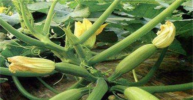 葫芦种植高产技术有哪些?如何管理才能提高产量? 葫芦种植高产技术有哪些?如何管理才能提高产量?