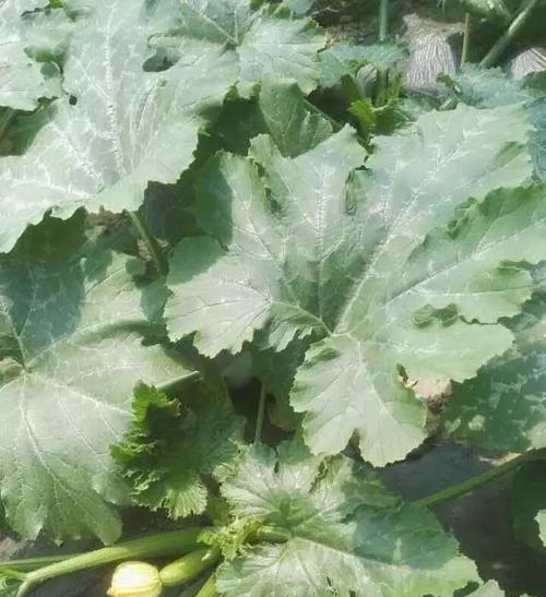 葫芦种植高产技术有哪些?如何管理才能提高产量? 葫芦种植高产技术有哪些?如何管理才能提高产量?