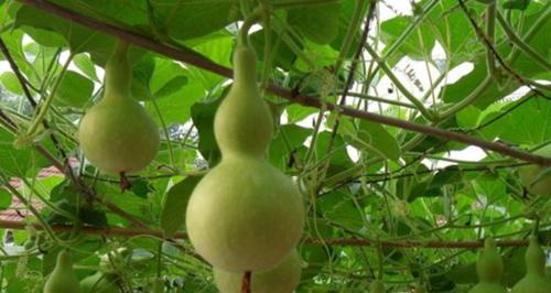 葫芦种植高产技术有哪些?如何管理才能提高产量?