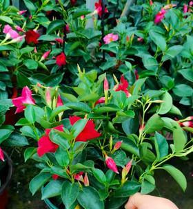 飘香藤四季开花吗？如何确保全年花开不断？