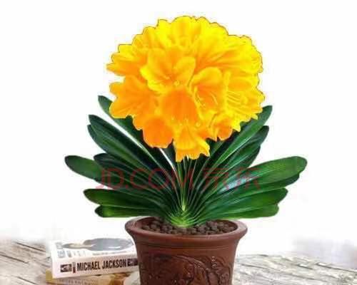 君子兰开花的寓意与象征(探寻君子兰开花所蕴含的深意)