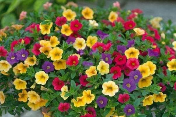 倒挂金钟可以地栽吗？如何正确地栽种和管理？