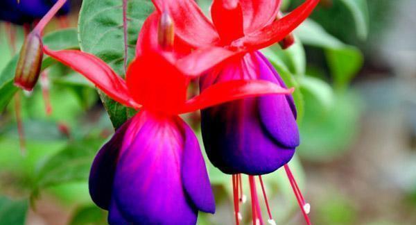 倒挂金钟可以地栽吗?如何正确地栽种和管理?