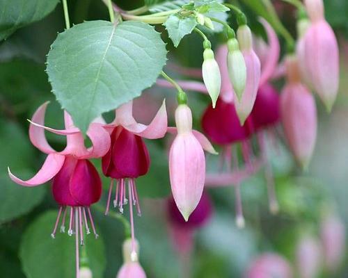 倒挂金钟可以地栽吗？如何正确地栽种和管理？