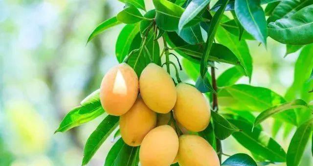 芒果哪里产的最好吃？全球最美味芒果产地大盘点？