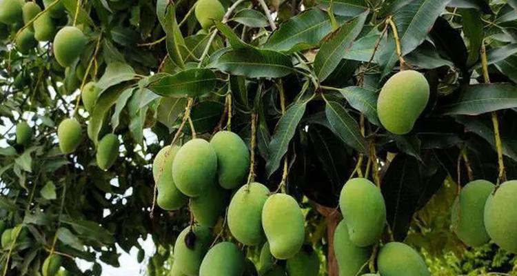 芒果哪里产的最好吃？全球最美味芒果产地大盘点？