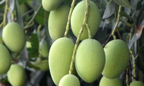 芒果哪里产的最好吃?全球最美味芒果产地大盘点?