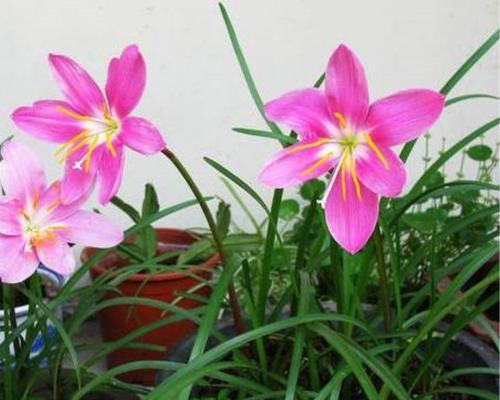 韭兰开花时间及花期持续多久？