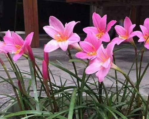 韭兰开花时间及花期持续多久？