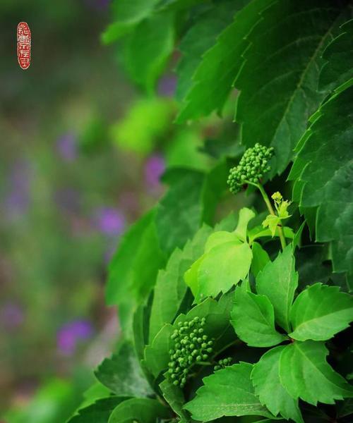 象征自律的植物与其意义（探索植物世界中的自律之美）