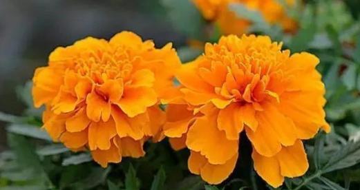 吉祥之花（揭示花语中的吉祥之意）