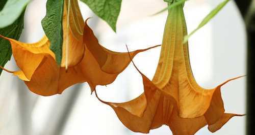 曼陀罗花花语传说的神秘之旅（揭开曼陀罗花的花语密码）