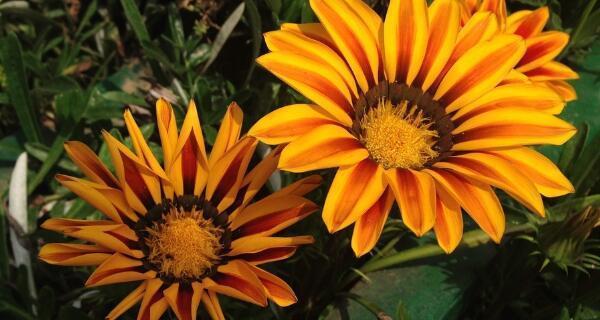 以太阳花的花语（以太阳花的花语传递着向日葵般的坚持和希望）