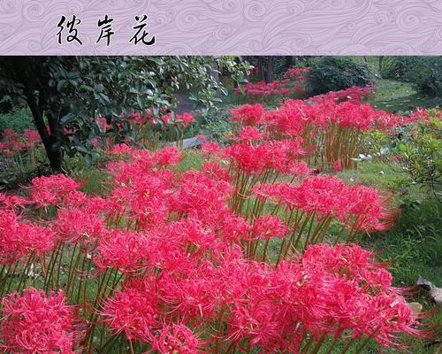 花语与传说（各种花朵的花语与传说解析）