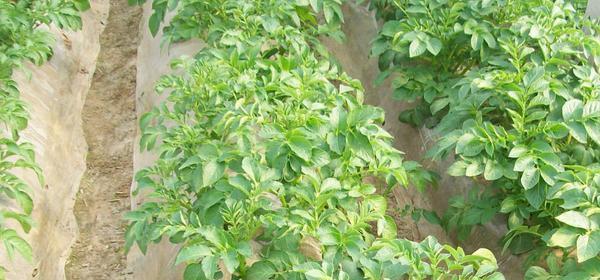 土豆生长在哪里？全球土豆种植区域分布情况如何？