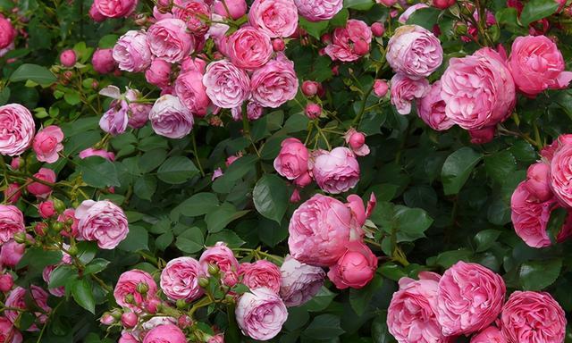 解析月季HT的含义及特点（探索月季HT的起源与发展趋势）