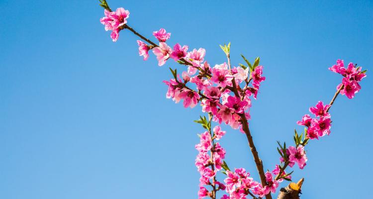 桃花的独特魅力(桃花的绚丽花期与美丽意象)_花植网