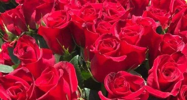 玫瑰花的寓意与象征意义（解读不同朵数玫瑰花所代表的意义）