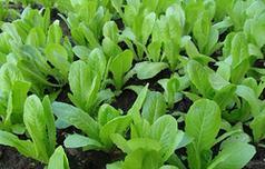 鸡毛菜和油菜有什么区别？