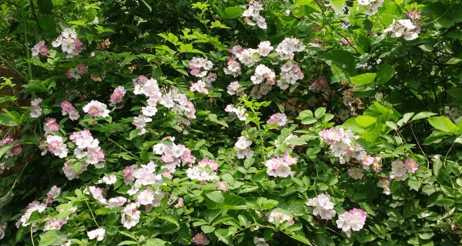 野蔷薇的花语与意义(解读野蔷薇花语的深层含义)