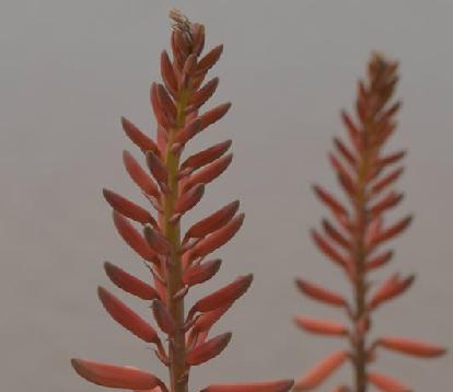 芦荟花语（揭开芦荟花的美丽密码与花语）
