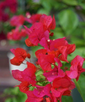 三角梅花语的作用——传达情感的绝佳方式（绽放于心）