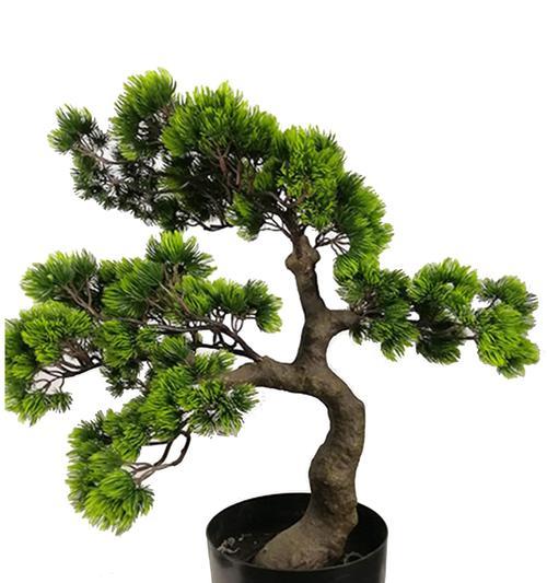 松树是常绿植物吗？了解松树的生长特性与分类