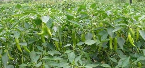 辣椒播种的最佳时间是什么时候?播种后如何管理?