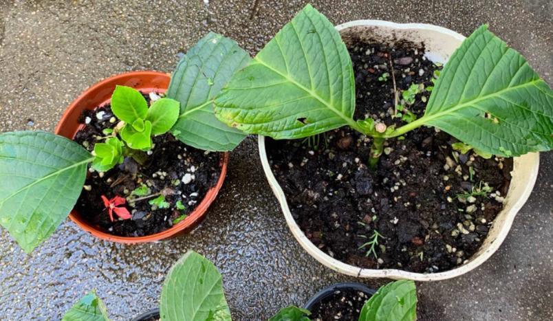 四季海棠扦插的最佳时间是什么时候？具体操作步骤有哪些？