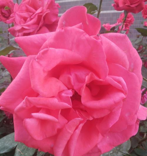 月季花（探索月季花的花语与神秘魅力）