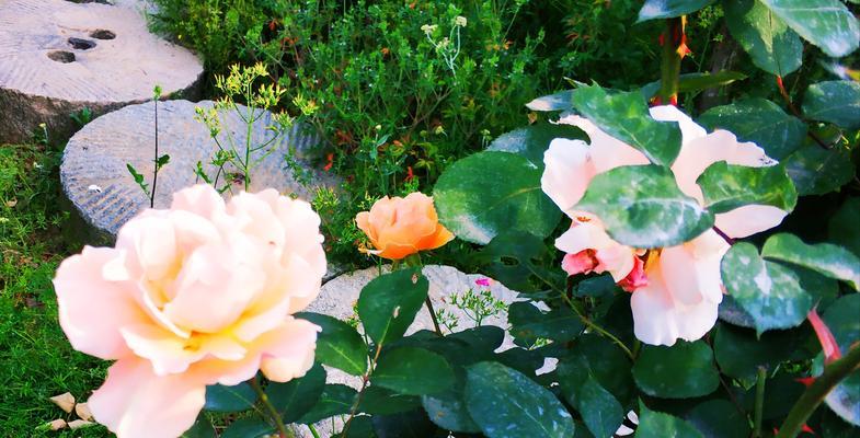 月季花（探索月季花的花语与神秘魅力）