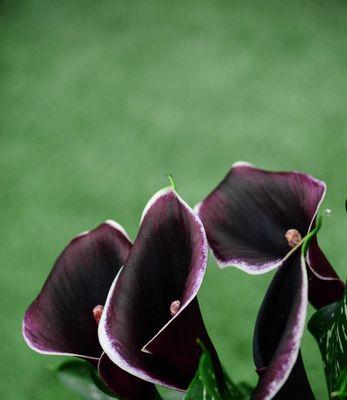 白色马蹄莲的花语与美丽(神秘)