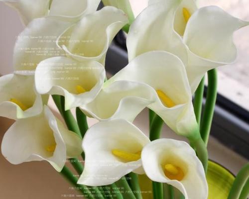 白色马蹄莲的花语与美丽（神秘）