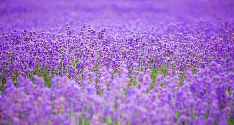 紫色薰衣草花语（探寻薰衣草的内涵与象征）