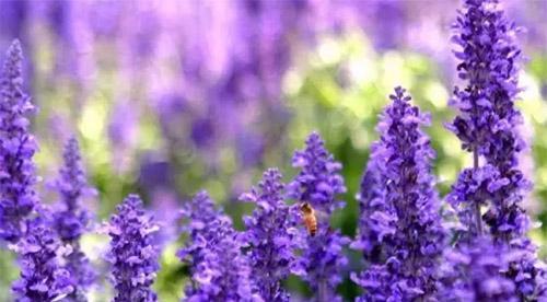 紫色薰衣草花语（探寻薰衣草的内涵与象征）