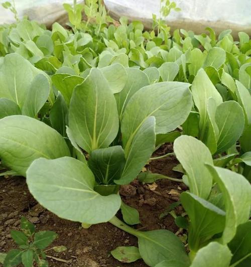 春天种植白菜的正确方法和注意事项是什么？