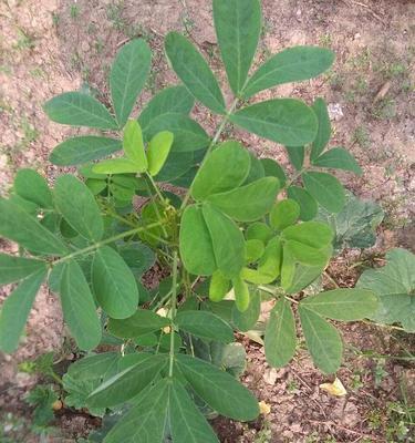 花生打什么药好？防治常见病虫害的最佳选择是什么？