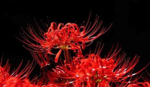 彼岸花（花开一季）