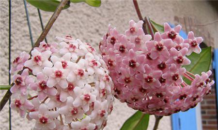 球兰花语的意义与传承（探寻球兰花语的深层含义及其在现代社会中的意义）