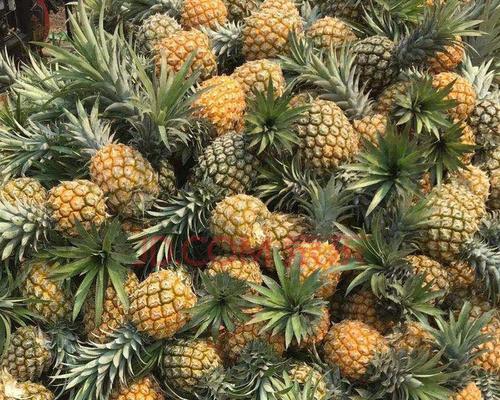 菠萝是草本植物还是木本植物？如何区分？