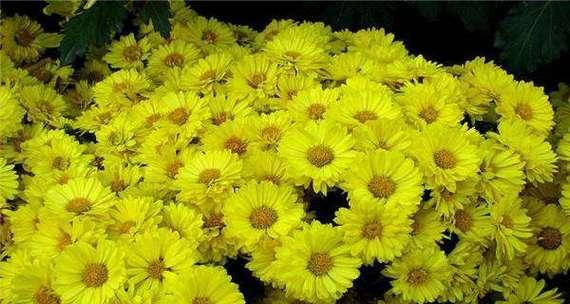 离别的爱情——以白色玫瑰花语为主题（深情的告别）