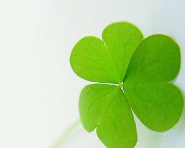 四叶草花语与寓意（幸运与希望的象征——四叶草的花语）