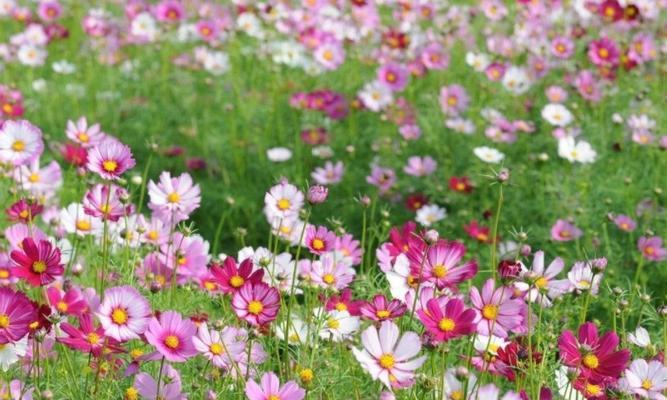 波斯菊播种的最佳时间是什么时候？播种后如何管理？