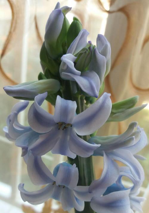 风信子的花语（各色风信子的花语解析及应用）