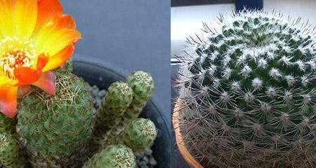 仙人球夏天养护技巧有哪些？夏季养殖方法是什么？