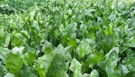 菠菜生长需要哪些环境条件？其生长特点是什么？