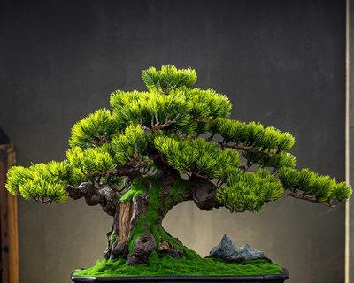 盆栽迎客松怎么养？迎客松盆栽养殖方法有哪些？