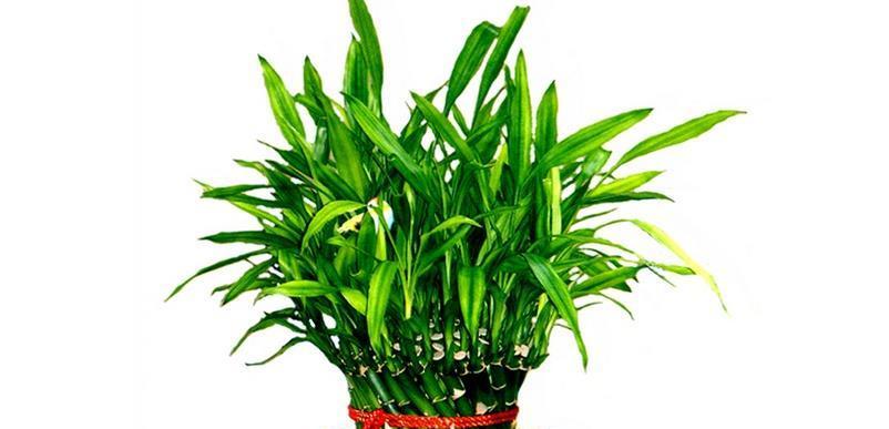 以富贵竹为象征的意义（繁荣富贵）