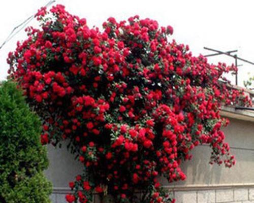 蔷薇花冬季如何过冬？室外养护需要注意什么？