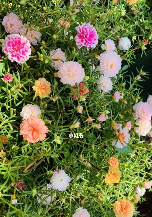 以太阳花花语的意义（探寻以太阳花花语的深层寓意）